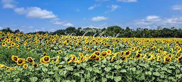 Sunflower Field 4 - August 03, 2024 - Rural Minnesota