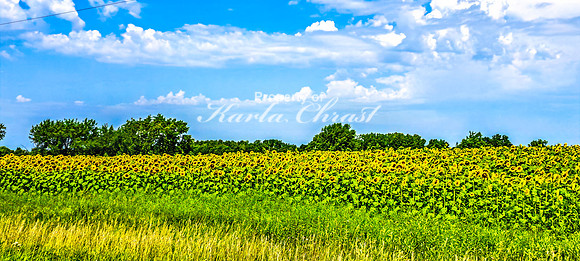 Sunflower Field 5 - August 03, 2024 - Rural Minnesota