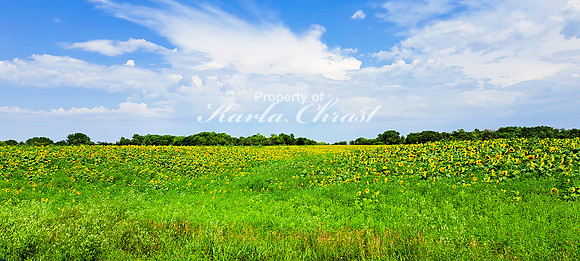 Sunflower Field 6 - August 03, 2024 - Rural Minnesota