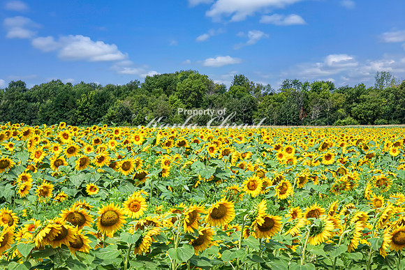 Sunflower Field 8 - August 03, 2024 - Rural Minnesota