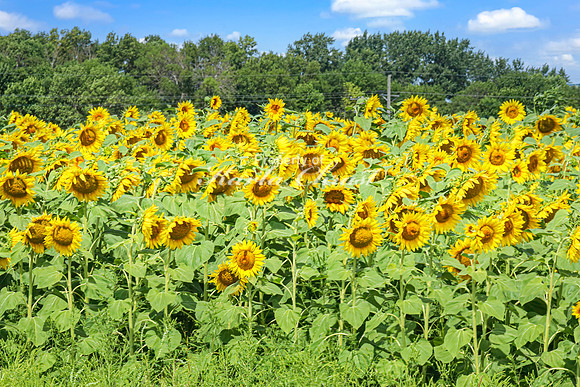 Sunflower Field 9 - August 03, 2024 - Rural Minnesota