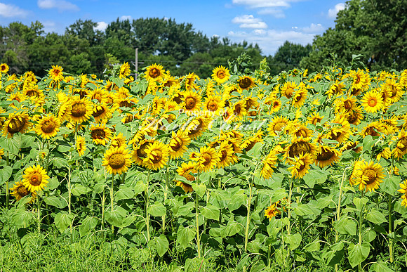 Sunflower Field 10 - August 03, 2024 - Rural Minnesota