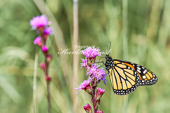 Monarch 57 - August 03, 2024 - Agassiz Recreational Trail
