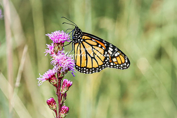 Monarch 58 - August 03, 2024 - Agassiz Recreational Trail