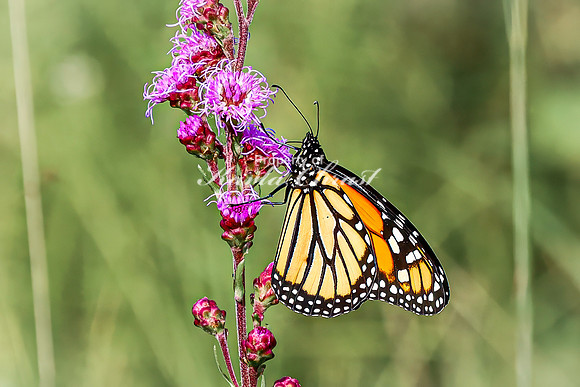 Monarch 59 - August 03, 2024 - Agassiz Recreational Trail