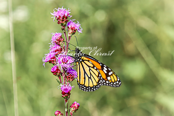 Monarch 60 - August 03, 2024 - Agassiz Recreational Trail