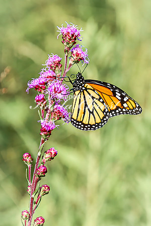 Monarch 61 - August 03, 2024 - Agassiz Recreational Trail