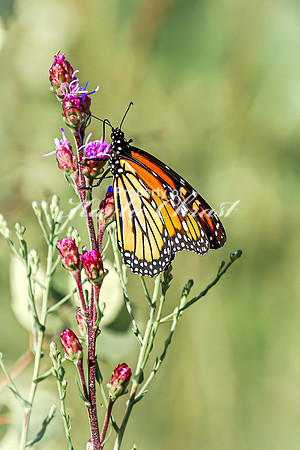 Monarch 62 - August 03, 2024 - Agassiz Recreational Trail