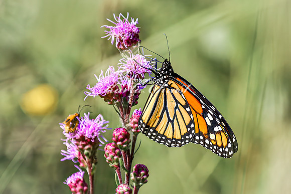 Monarch 63 - August 03, 2024 - Agassiz Recreational Trail