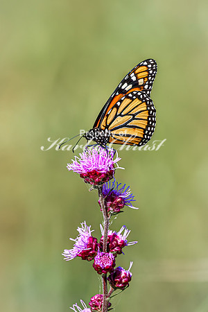 Monarch 64 - August 03, 2024 - Agassiz Recreational Trail