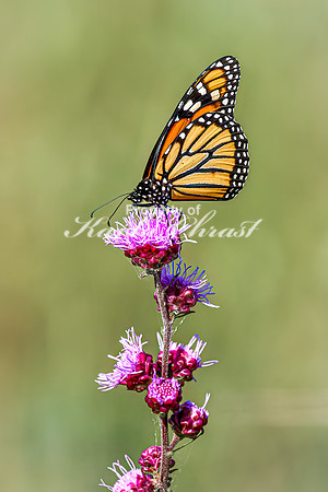 Monarch 65 - August 03, 2024 - Agassiz Recreational Trail
