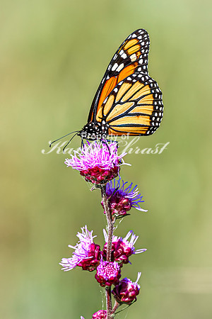 Monarch 66 - August 03, 2024 - Agassiz Recreational Trail