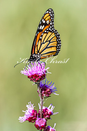 Monarch 67 - August 03, 2024 - Agassiz Recreational Trail