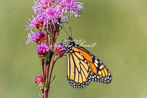 Monarch 68 - August 03, 2024 - Agassiz Recreational Trail