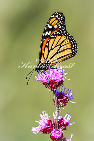Monarch 69 - August 03, 2024 - Agassiz Recreational Trail