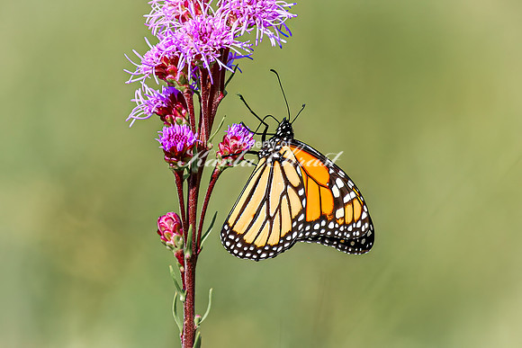Monarch 70 - August 03, 2024 - Agassiz Recreational Trail