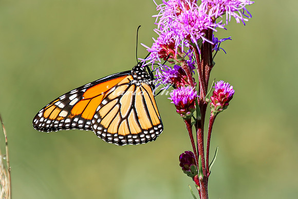 Monarch 71 - August 03, 2024 - Agassiz Recreational Trail