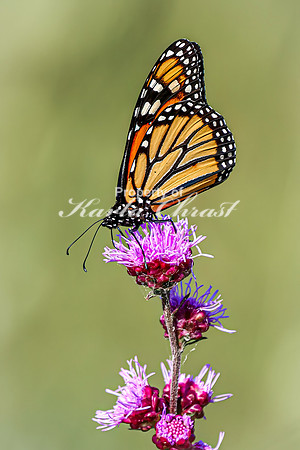 Monarch 72 - August 03, 2024 - Agassiz Recreational Trail