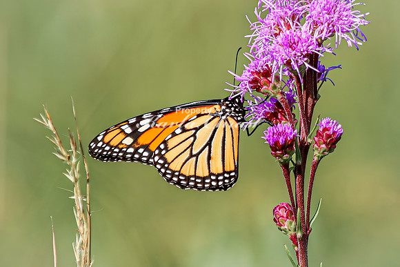 Monarch 73 - August 03, 2024 - Agassiz Recreational Trail