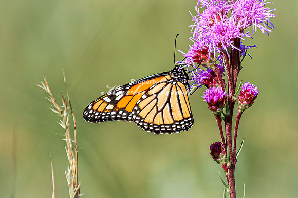 Monarch 74 - August 03, 2024 - Agassiz Recreational Trail