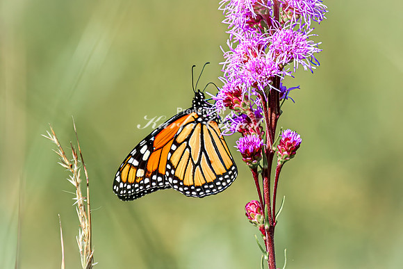 Monarch 75 - August 03, 2024 - Agassiz Recreational Trail