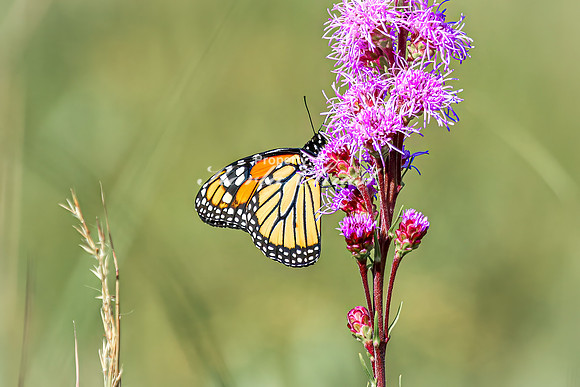 Monarch 76 - August 03, 2024 - Agassiz Recreational Trail