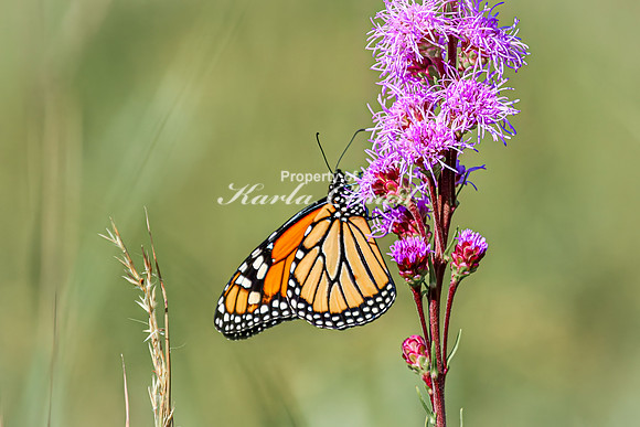 Monarch 77 - August 03, 2024 - Agassiz Recreational Trail