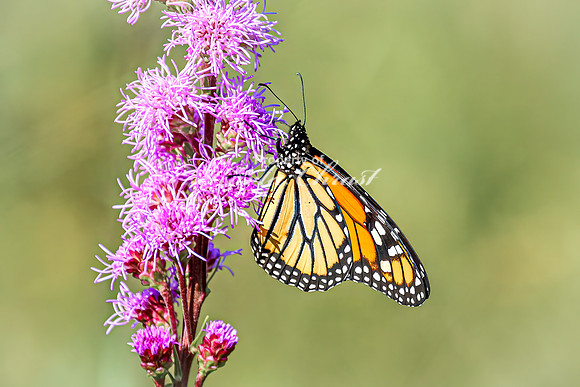 Monarch 78 - August 03, 2024 - Agassiz Recreational Trail