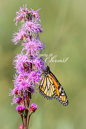 Monarch 79 - August 03, 2024 - Agassiz Recreational Trail