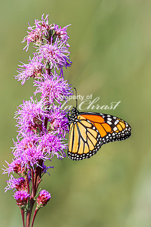 Monarch 80 - August 03, 2024 - Agassiz Recreational Trail