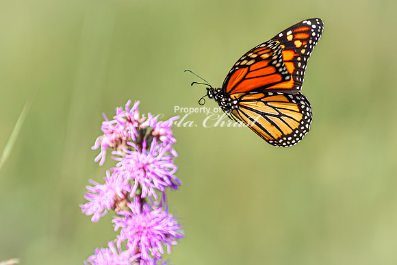 Monarch 81 - August 03, 2024 - Agassiz Recreational Trail