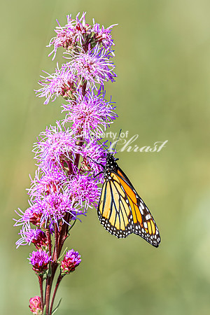 Monarch 82 - August 03, 2024 - Agassiz Recreational Trail