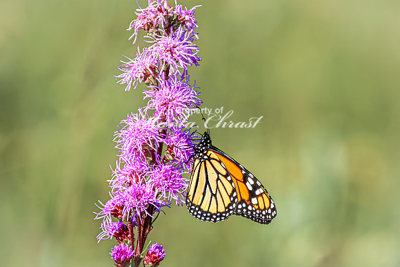 Monarch 83 - August 03, 2024 - Agassiz Recreational Trail