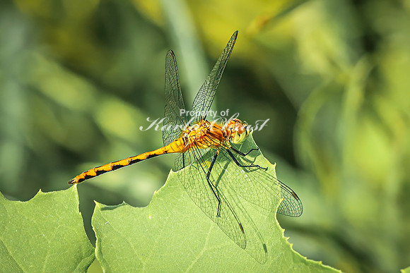 White-faced Meadowhawk 4 - August 03, 2024 - Agassiz Recreational Trail