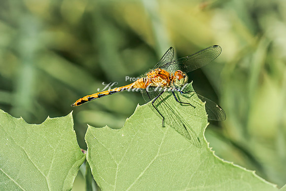 White-faced Meadowhawk 5 - August 03, 2024 - Agassiz Recreational Trail