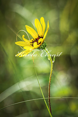 Sunflower 48 - August 3, 2024 - Agassiz Recreational Trail