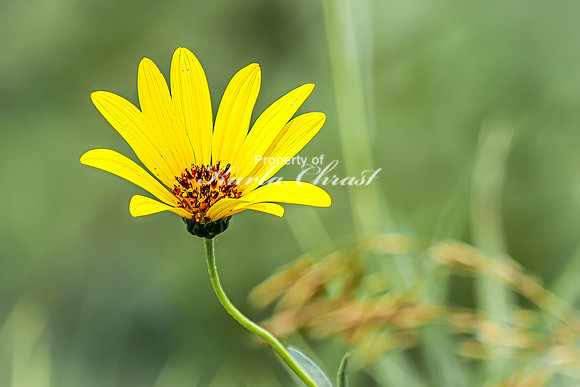 Sunflower 49 - August 3, 2024 - Agassiz Recreational Trail