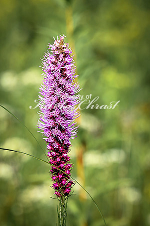 Blazing Star 3 - August 3, 2024 - Agassiz Recreational Trail