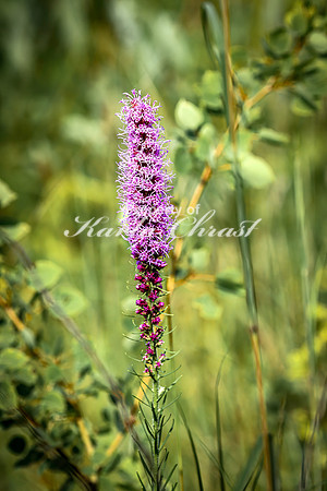 Blazing Star 4 - August 3, 2024 - Agassiz Recreational Trail