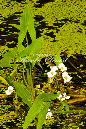Broad-leaf Arrowhead 1 - August 3, 2024 - Agassiz Recreational Trail