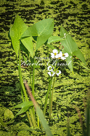 Broad-leaf Arrowhead 2 - August 3, 2024 - Agassiz Recreational Trail