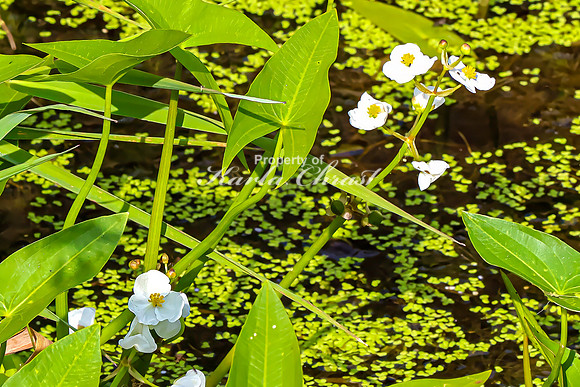 Broad-leaf Arrowhead 4 - August 3, 2024 - Agassiz Recreational Trail