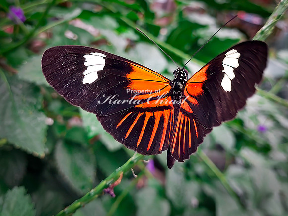 Crimson Patch Longwing 1 - August 15, 2024