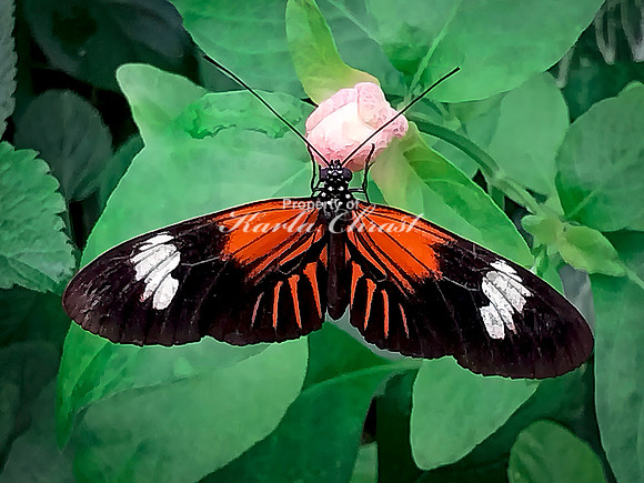Crimson Patch Longwing 2 - August 15, 2024