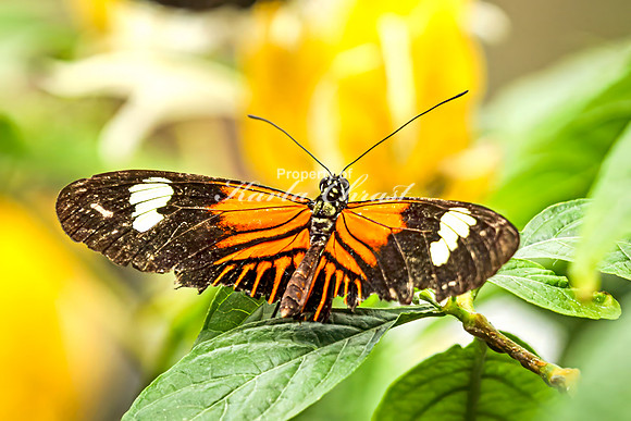 Crimson Patch Longwing 3 - August 15, 2024
