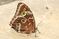 Blue Morpho 2 - August 15, 2024