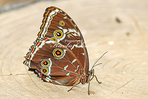 Blue Morpho 2 - August 15, 2024