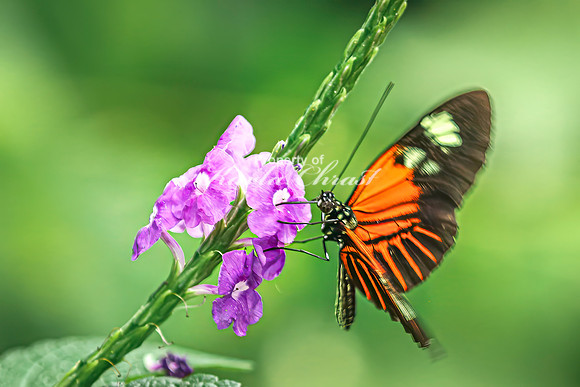 Crimson Patch Longwing 4 - August 15, 2024
