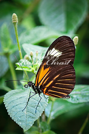 Crimson Patch Longwing 5 - August 15, 2024