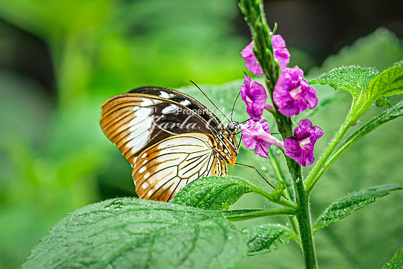 - August 15, 2024